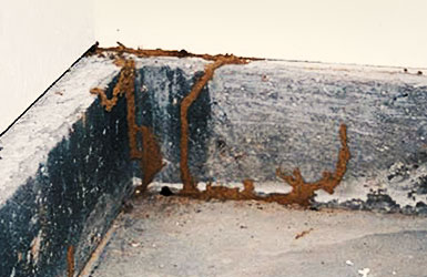 白蚁危害的墙壁