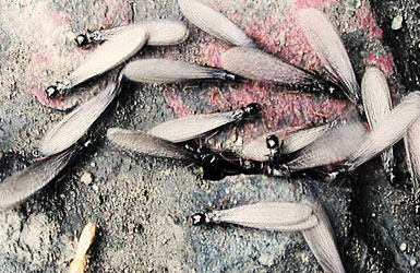 白蚁“婚”飞时的情景