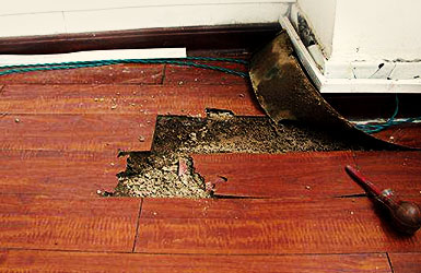 白蚁危害新装修的木地板